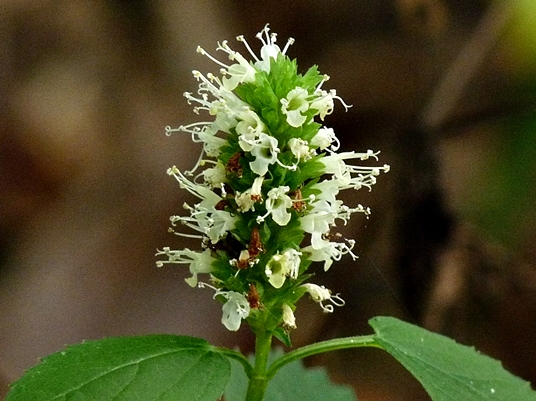 {Agastache nepetoides}